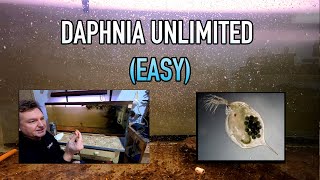 How I Raise Daphnia Water Fleas And You Can Too [upl. by Elgar]