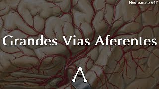 Grandes Vias Aferentes  Neuroanatomia [upl. by Eirffej]