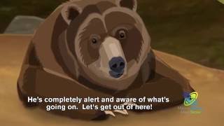 How Do Bears Hibernate [upl. by Gannon118]