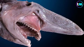 Los 10 TIBURONES MÁS RAROS Del Mundo  Parecen de otro planeta 😱 [upl. by Misti683]