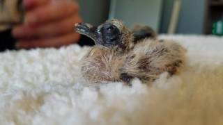 Feeding and weighing baby mourning doves [upl. by Anilatak924]