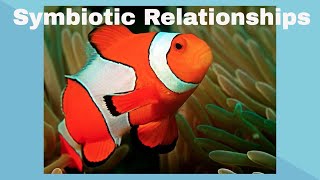 Examples of Symbiotic Relationships [upl. by Bala]