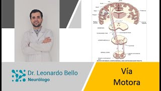 Toda la vía motora explicada en 9 minutos [upl. by Neve]