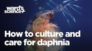 Caring and Culturing for Daphnia [upl. by Zebada]