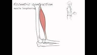 Muscle Contraction Types  Isometric Concentric Eccentric [upl. by Iron]