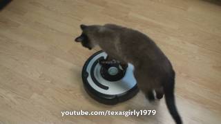 Cat shows HOW TO use iRobot Roomba Vacuum [upl. by Odnalref]