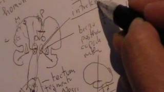 NEUROANATOMIA 20 TRACTOS ASCENDENTES DE LA MEDULA ESPINAL DOLOR [upl. by Hauck341]