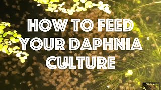 How To Feed Your Daphnia Culture [upl. by Carlin]