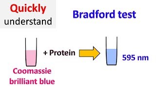 Bradford protein assay  Bradford test [upl. by Zashin]