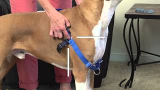 How to Fit and Use the PetSafe® Easy Walk® Harness [upl. by Ecinom]