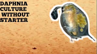 HOW TO CULTURE DAPHNIA NATURALLY WITHOUT A STARTER [upl. by Rodriguez151]