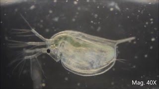 Daphnia magna under the Microscope [upl. by Nanon]