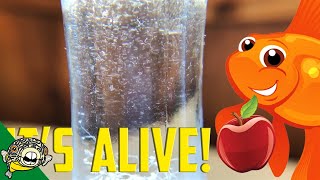 How to culture Vinegar Eels The EASY Way Live Fish Food [upl. by Fotina130]