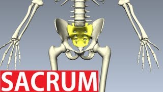 Sacrum Anatomy  Pelvic Anatomy [upl. by Idnis]