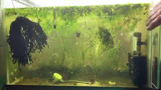 Scuds Daphnia Cherry Shrimp Copepods My aquatic food culture [upl. by Cleopatra]