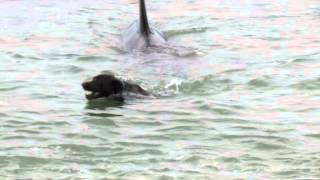 Orca encounter with diver and dog Orcas at Matheson Bay New Zealand [upl. by Adnale]