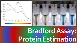 Bradford Assay  Bradford Test  Protein Estimation  Principle Protein calculation  Explained [upl. by Kinelski]