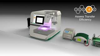 StainFree Western Blotting with ChemiDoc MP Imaging System [upl. by Otho]