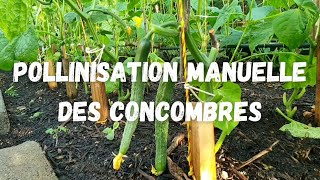 LA POLLINISATION MANUELLE DES CONCOMBRES [upl. by Dilly]