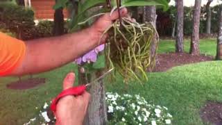 How to attach or hang Orchids to a Tree [upl. by Ayenet]