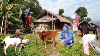 Real Life in the Nepal Mountain Nomadic Village Lifestyle [upl. by Horne]