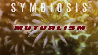 Symbiosis Mutualism [upl. by Akenehs]