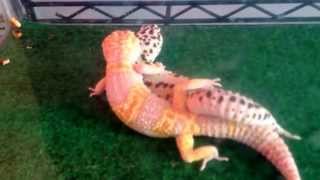 Leopard Geckos Mating [upl. by Liamaj]