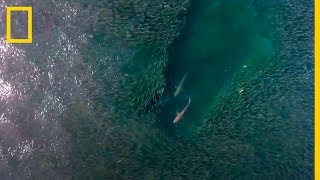 GRUPO de TIBURONES devora un BANCO DE PECES  National Geographic en Español [upl. by Eceined]