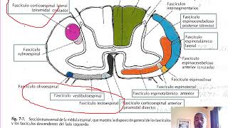 Videoclase 5 quotMédula espinalquot Parte 4 Vias ascendentes y descendentes [upl. by Atinhoj907]