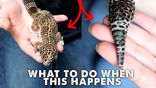 FIXING A BAD SHED  REMOVING OLD SKIN  Leopard Gecko [upl. by Attenhoj]