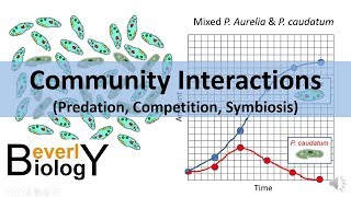 Community Interactions Competition Predation Symbiosis [upl. by Ylekalb]