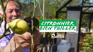 Comment tailler un citronnier [upl. by Valdis]