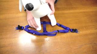 PetChampion  Step in Harness How To [upl. by Riada]