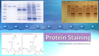 Protein Staining  Protein Gel Staining  Types Methods and principle [upl. by Rawden]