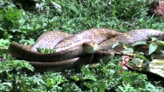 Rare view of Snakes mating in Jharkhand India [upl. by Aer]