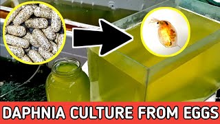 HOW TO HATCH DAPHNIA EGGS  HOW TO CULTURE DAPHNIA [upl. by Devland]