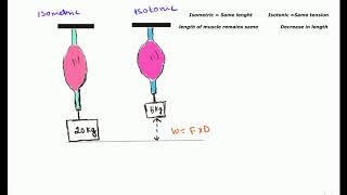 Anatomy amp Physiology Chapter 9 Part B Lecture Muscles amp Muscle Tissue [upl. by Biddie]