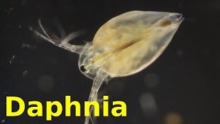 Daphnia [upl. by Shane]