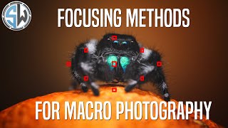 How to Focus in Macro Photography [upl. by Skillern]