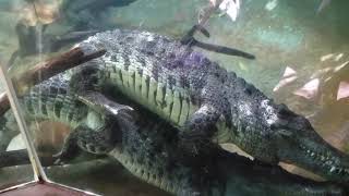 Crocodiles mating shortvideo nature [upl. by Nauqet]