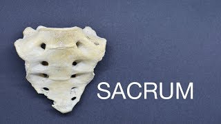 SACRUM [upl. by Alimak]