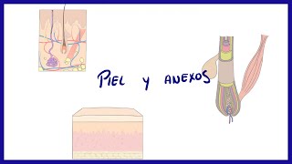 ANATOMIA  Piel y anexos folículo piloso uñas y glándulas  BLASTO [upl. by Mccafferty]