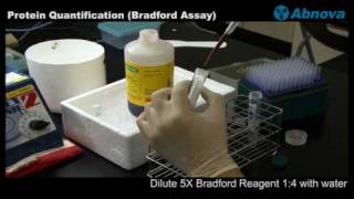 Protein Quantification Bradford Assay [upl. by Yetak]