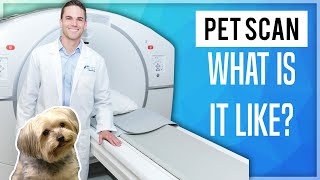 PET Scan What Is It Like [upl. by Thielen]