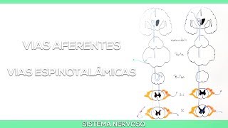 Vias Aferentes Vias Espinotalâmicas [upl. by Zzabahs]