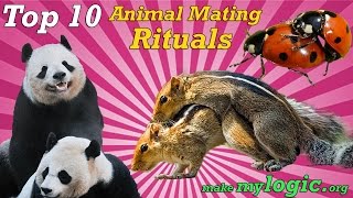 Top 10 Crazy Animal Mating Rituals [upl. by Linus]