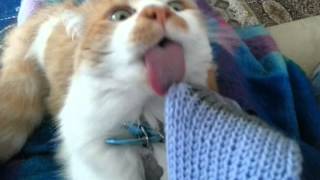 Cats tongue gets stuck [upl. by Reitman]