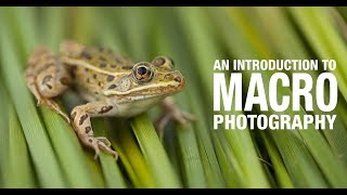 An Introduction To Macro Photography [upl. by Notsag313]