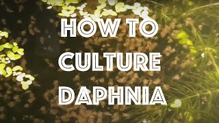 How To Culture Daphnia Magna [upl. by Llertnod]