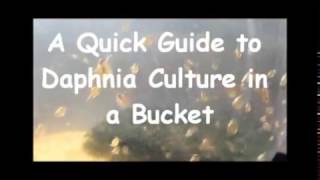 How to culture daphnia outside [upl. by Onivla]